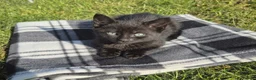 Bengal cats for sale: Beautiful Bengal x Korat kittens  - Advert 13