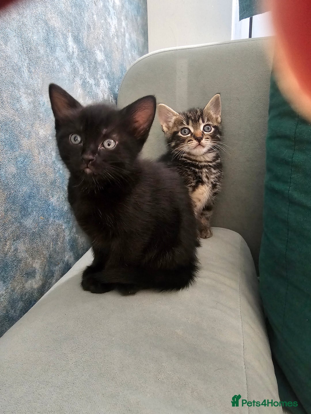 Mixed Breed cats for sale: Kittens  - Advert 4