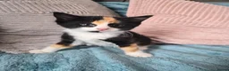 Mixed Breed cats for sale: Norwegian Forest Cat X Kittens  - Advert 3