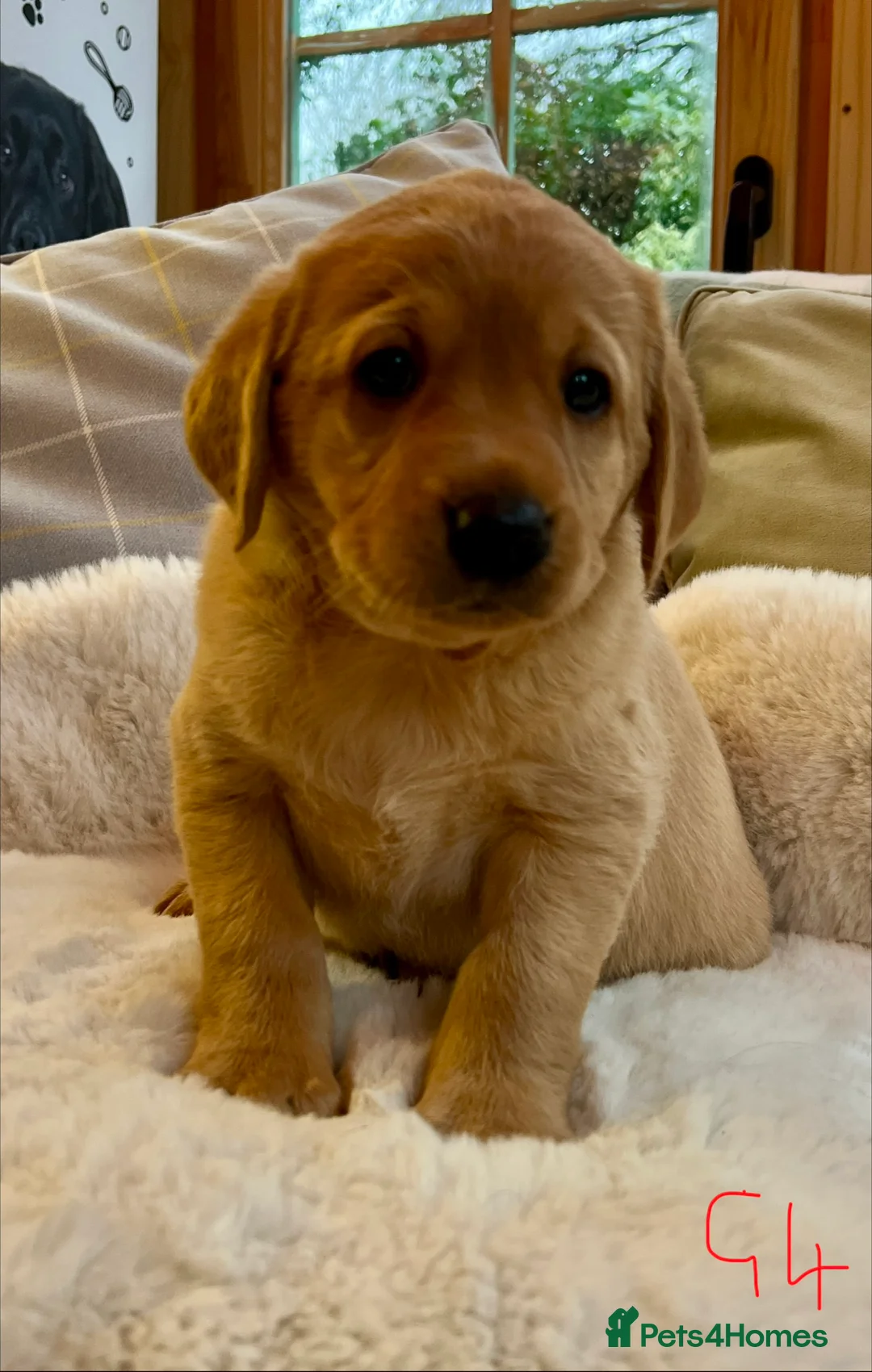 Labrador Retriever dogs for sale: KC reg fox red Labradors  - Advert 19