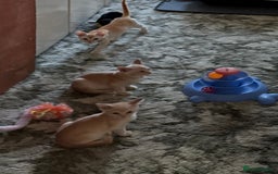 Burmese cats for sale: A fantastic litter of 7 Burmese babies  - Image 27