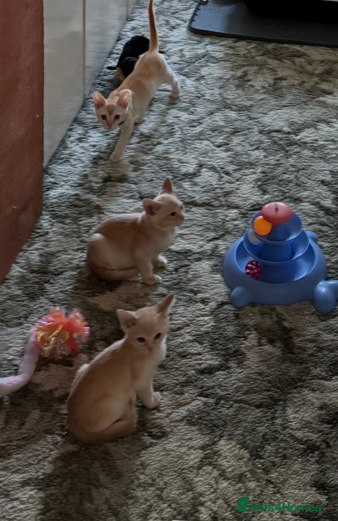 Burmese cats for sale: A fantastic litter of 7 Burmese babies  - Image 27