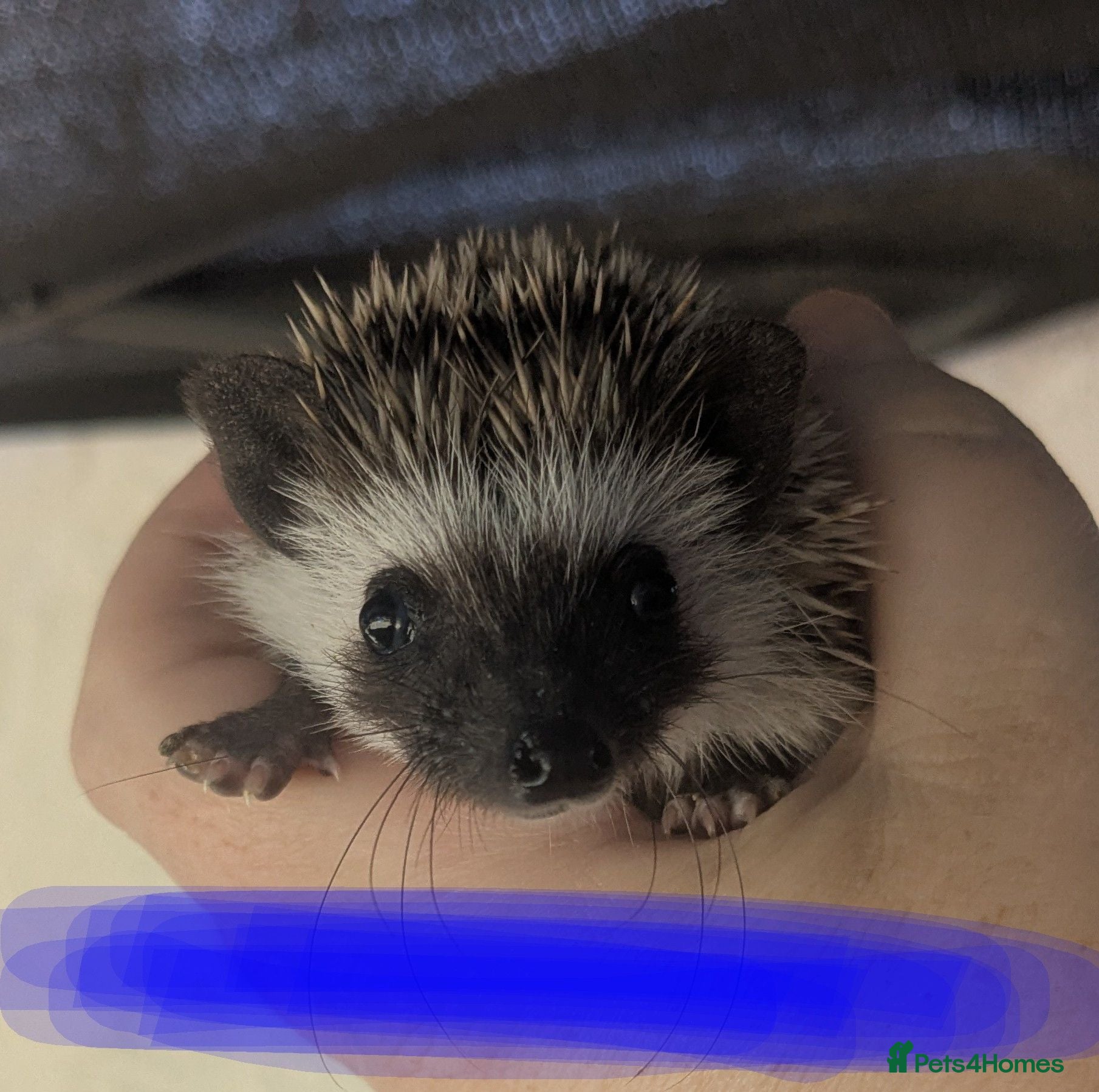Pygmy Hedgehog rodents African pgymy hedgehog ready to leave - Advert 1