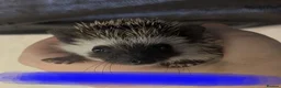 Pygmy Hedgehog rodents for sale: African pgymy hedgehog ready to leave in Aldershot - Advert 1