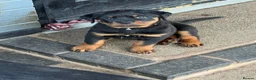 Rottweiler dogs for sale: Rottweiler 🐾 - Advert 2