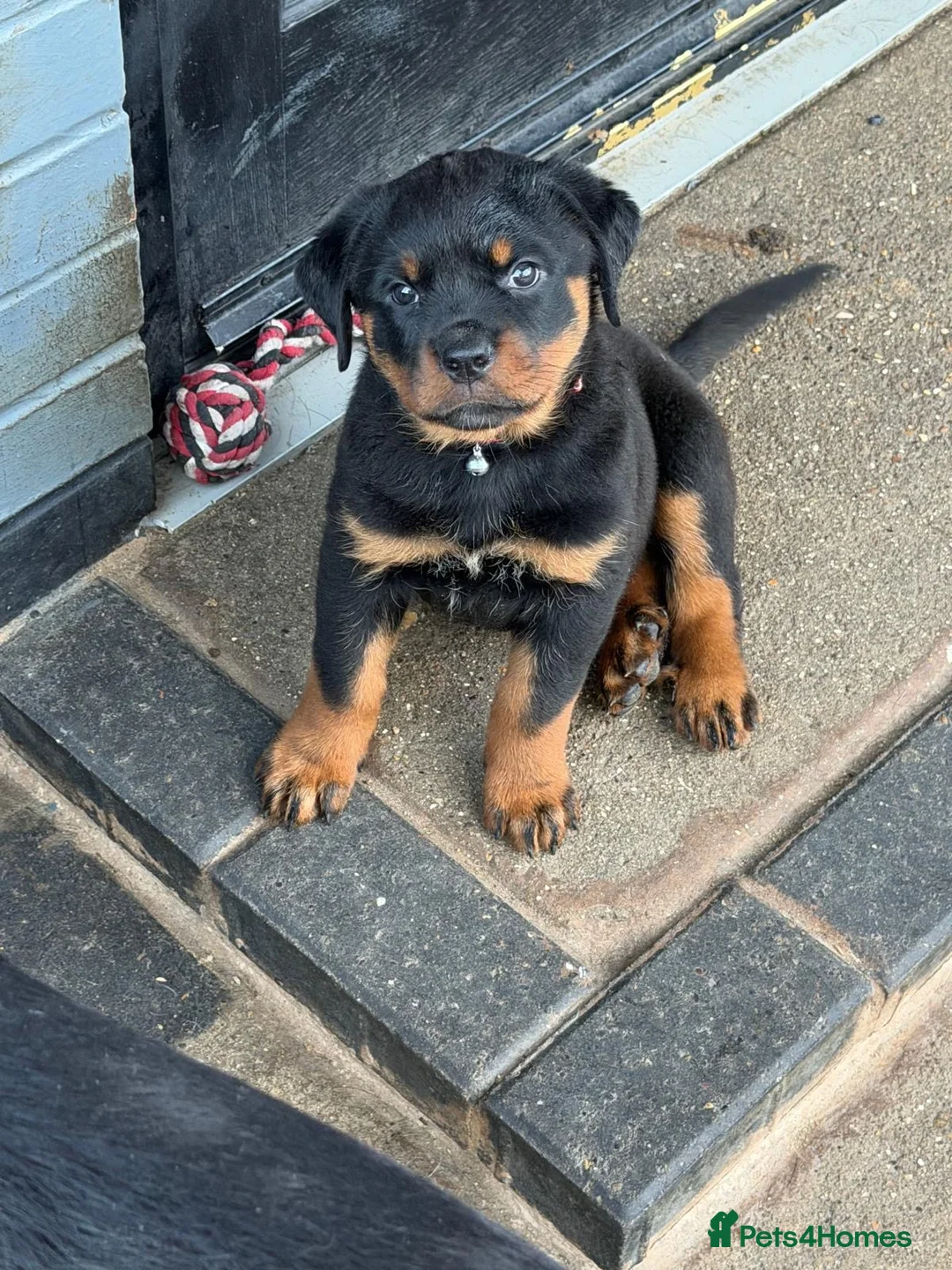 Rottweiler dogs for sale: Rottweiler 🐾 - Advert 2