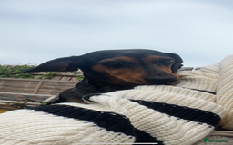 Chiweenie dogs for sale: Beautiful dachshund/ chihuahua puppies  - Image 9