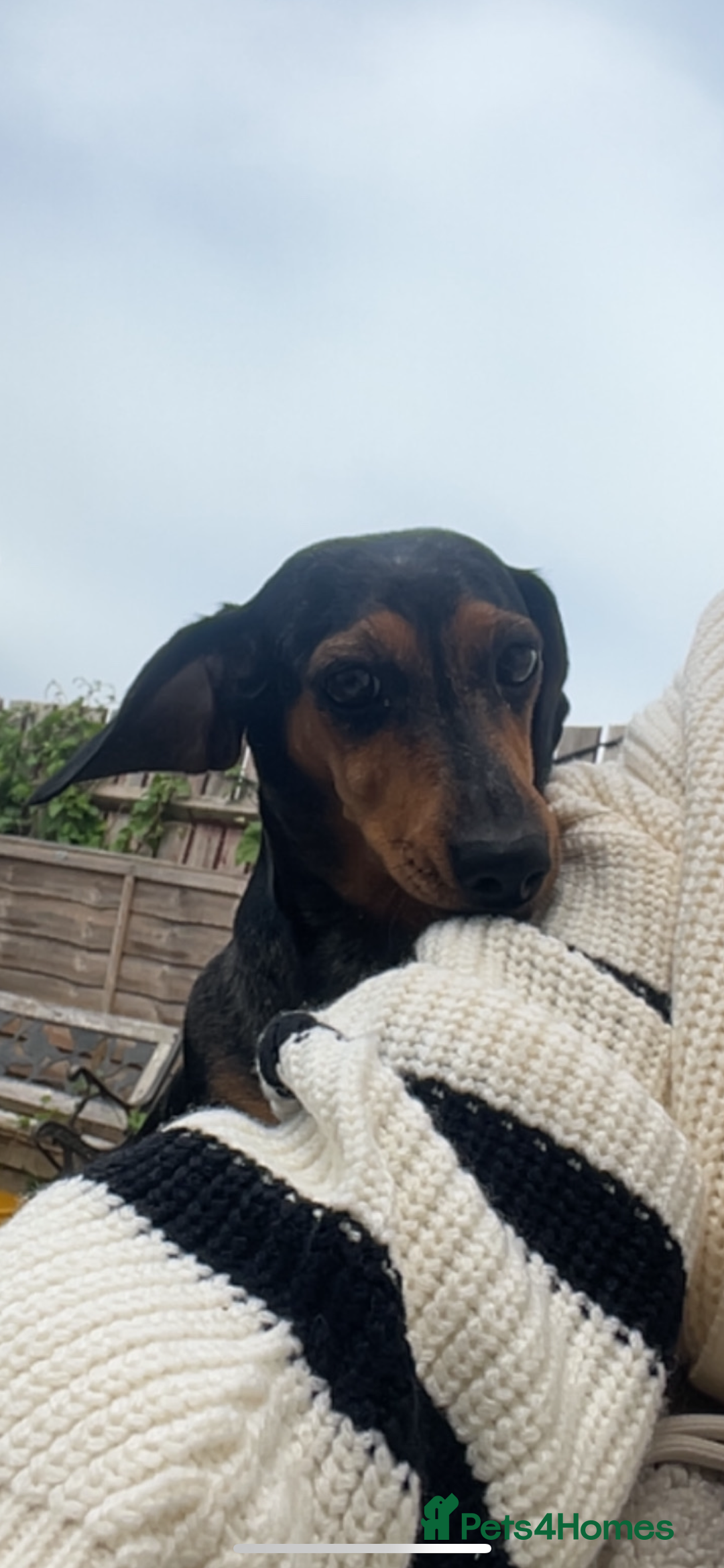 Chiweenie dogs for sale: Beautiful dachshund/ chihuahua puppies  - Image 9