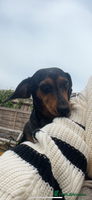 Chiweenie dogs - Advert 14