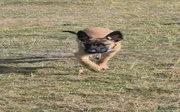 Belgian Shepherd Dog dogs for adoption: Teddy is looking for his forever home! - Image 4