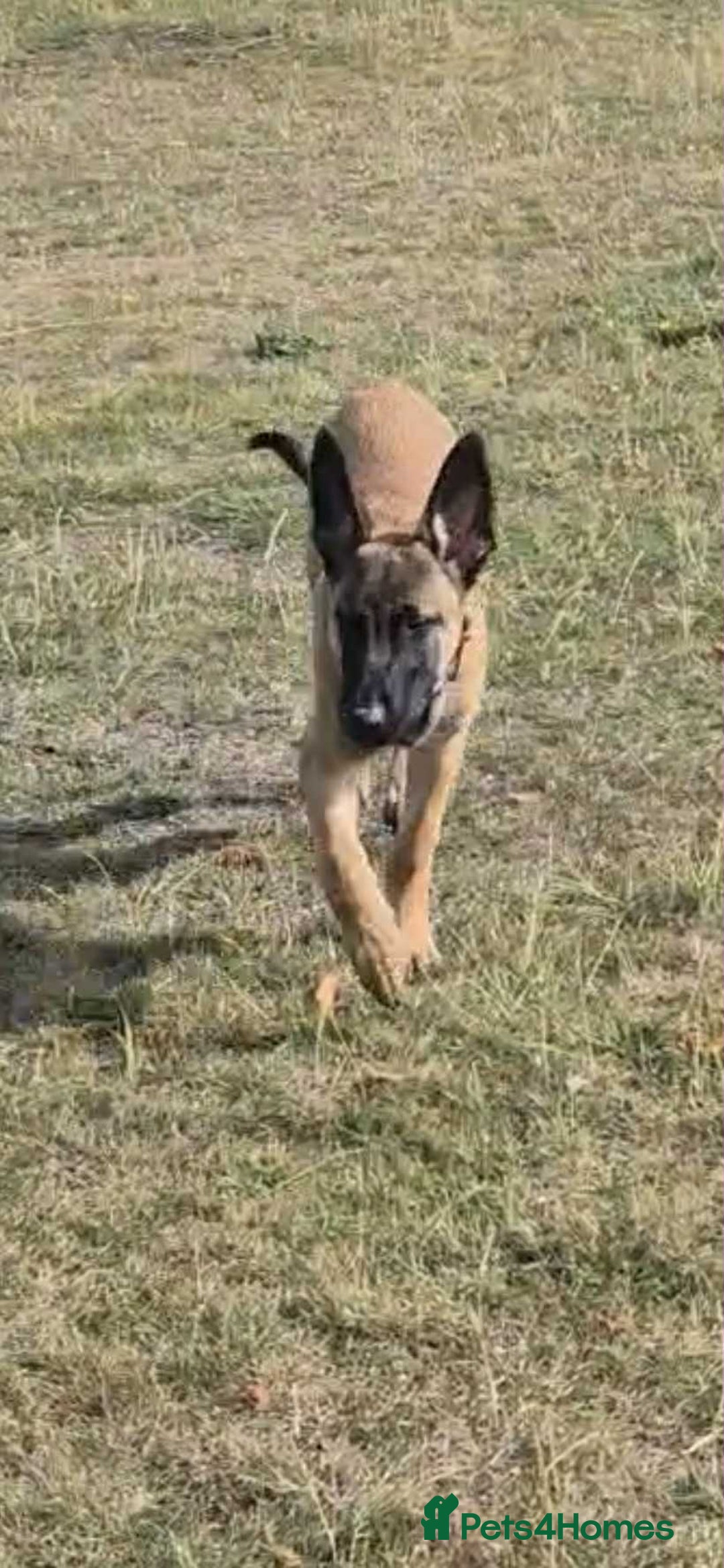 Belgian Shepherd Dog dogs for adoption: Teddy is looking for his forever home! - Image 4