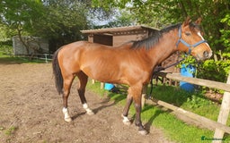 Other Breed horses for sale: 15.1 Welsh x thoroughbred  - Image 2