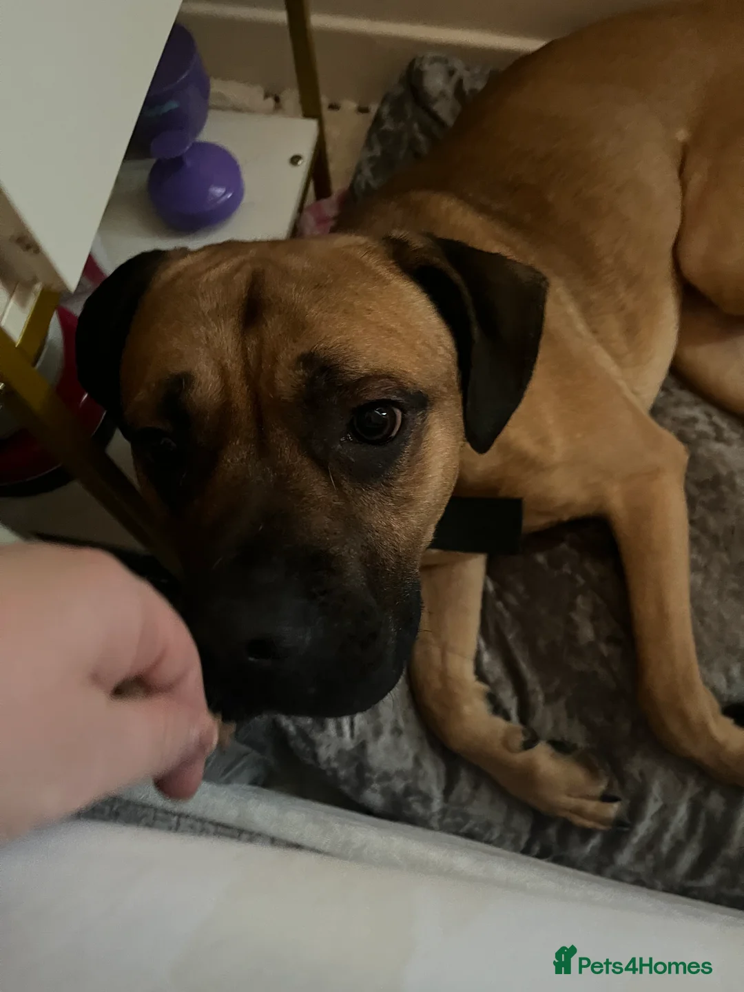 Mixed Breed dogs for sale: Desiel in Bedford - Advert 2