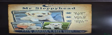 Goldendoodle 1