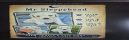 Goldendoodle dogs for sale: Litter  - Advert 2