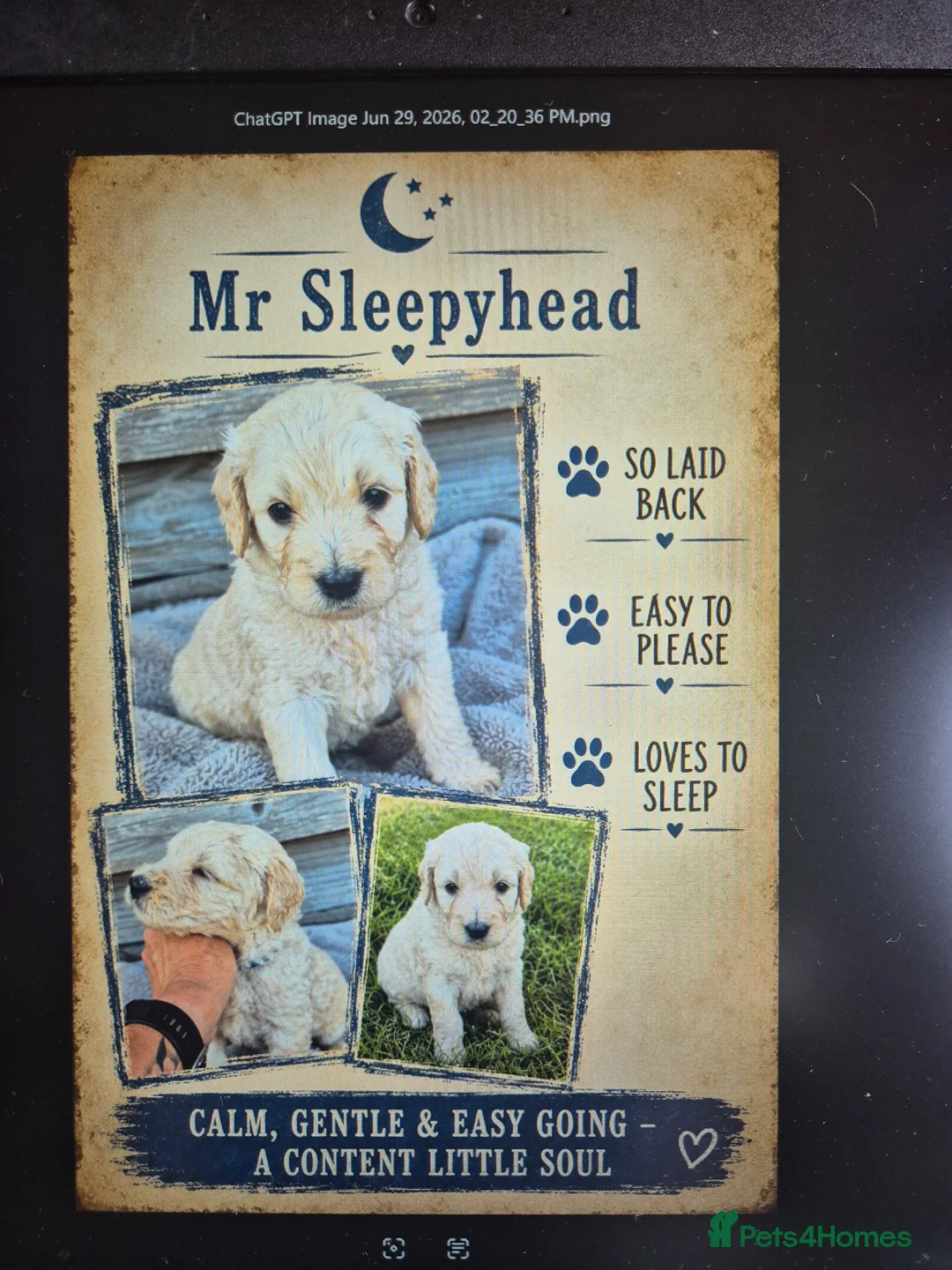Goldendoodle dogs for sale: Litter  - Advert 2