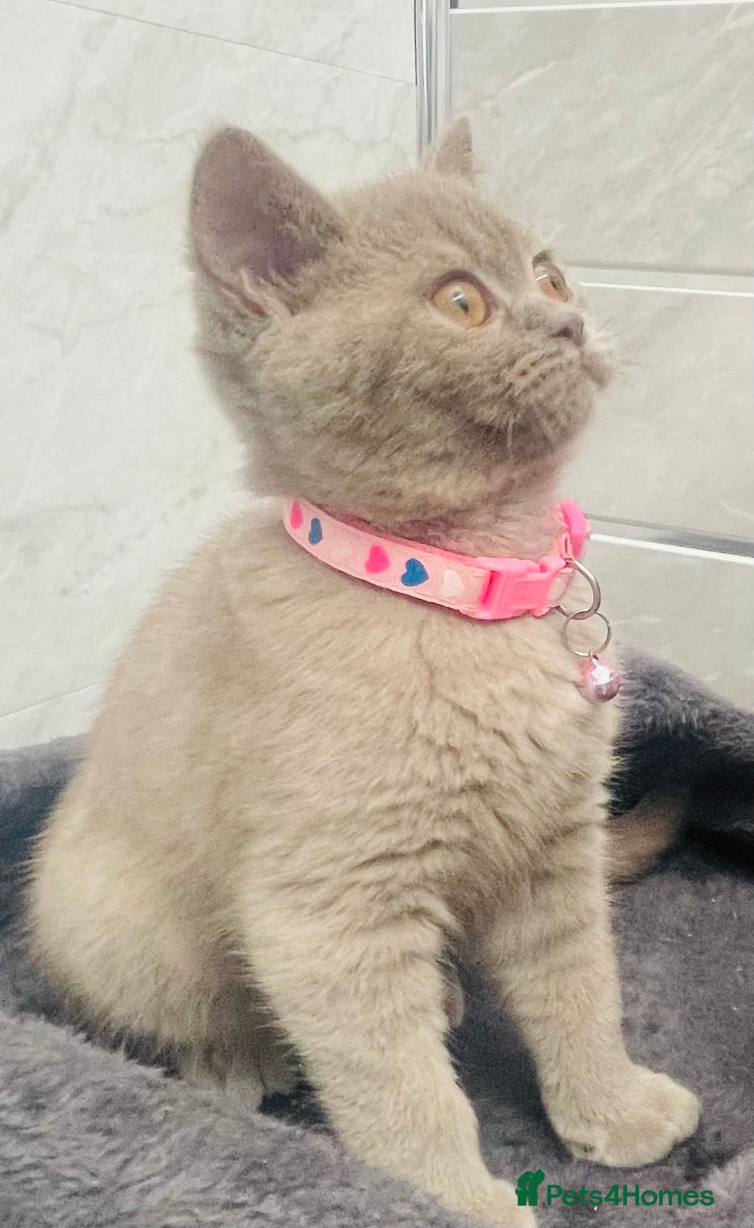 British Shorthair cats for sale: Stunning Lilac Female British Shorthair 10 Weeks - Advert 6
