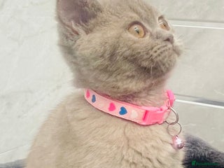 British Shorthair cats LAST Pedigree Chunky Female British Shorthair - Advert 6