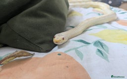 Corn Snake reptiles for sale: Snow morph corn snake  - Image 6