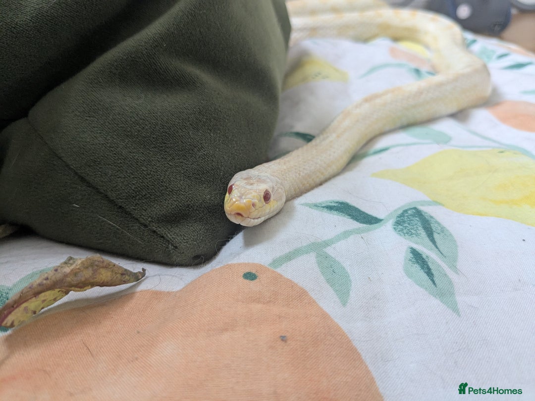 Corn Snake reptiles for sale: Snow morph corn snake  - Image 6