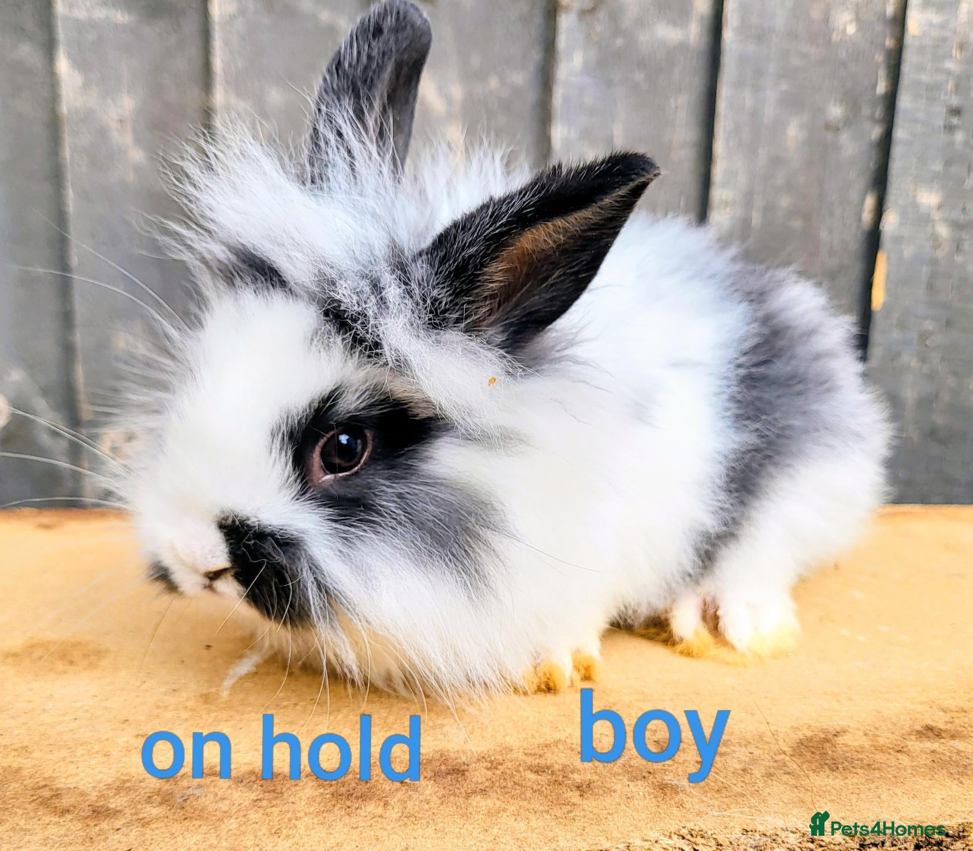 Mini Lop rabbits Mini lionlop   - Advert 18