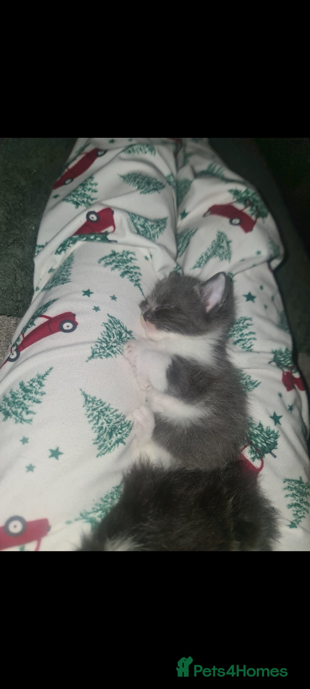 Mixed Breed cats for sale: Beautiful brothers  - Advert 6