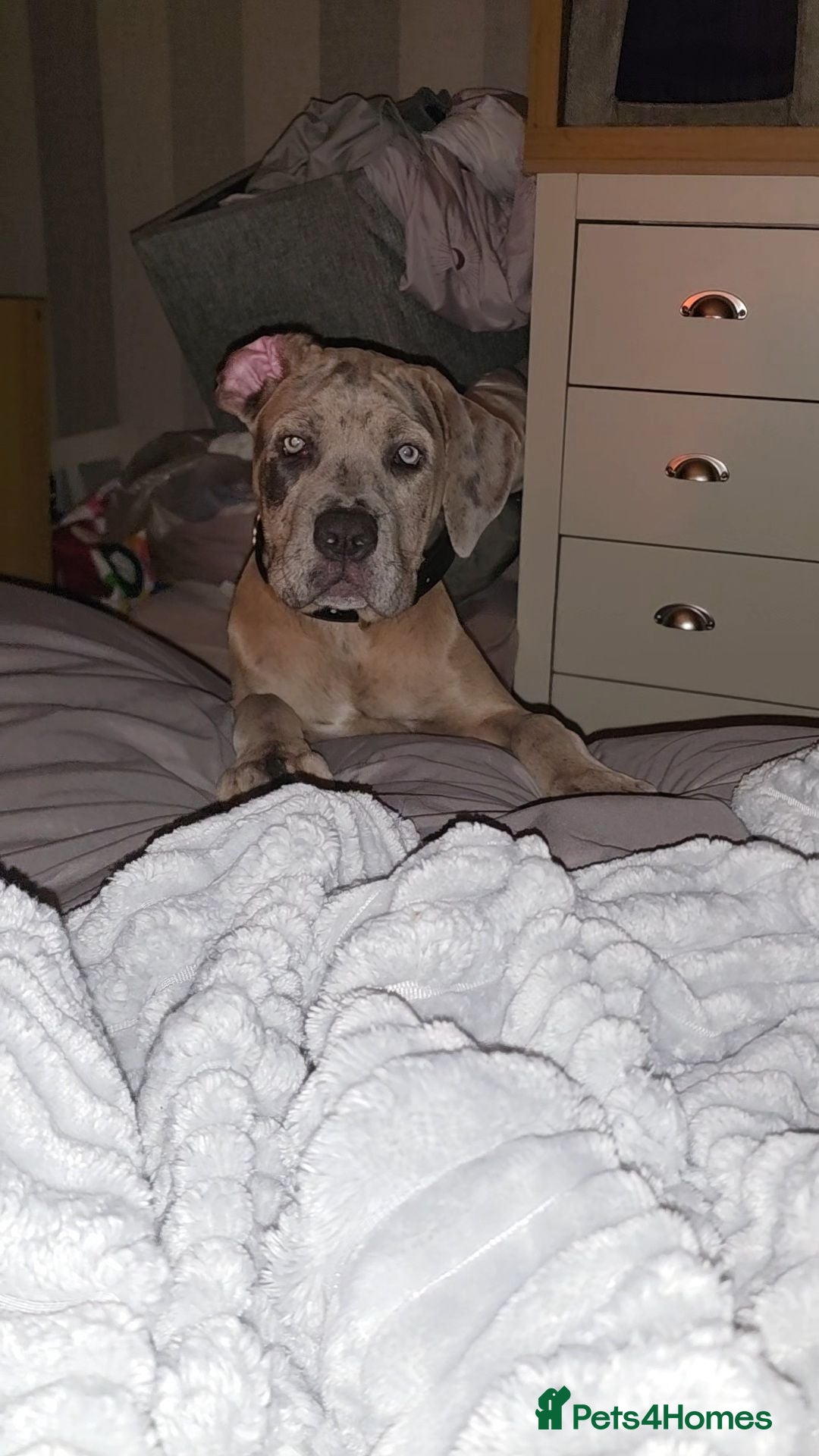 Mixed Breed dogs Neapolitan mastiff x cane corso pup - Advert 1