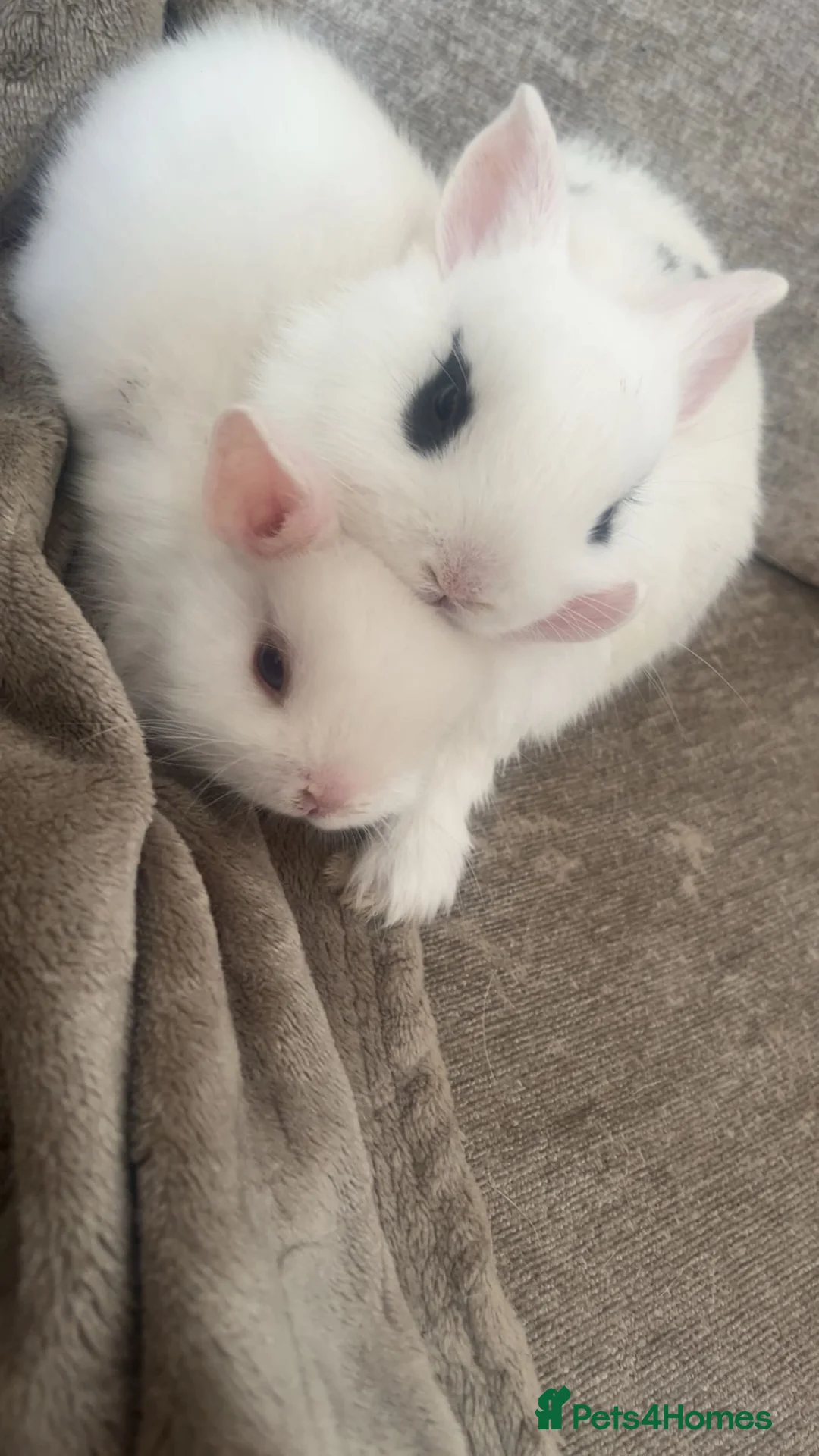Mixed Breed rabbits for sale: Dwarf Hotot Rabbits  - Advert 2