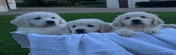 Golden Retriever dogs for sale: BEAUTIFUL GOLDEN RETRIEVER PUPPIES  🐾* - Advert 4