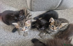 York Chocolate cats for sale: York chocolate x American shorthair - Image 1
