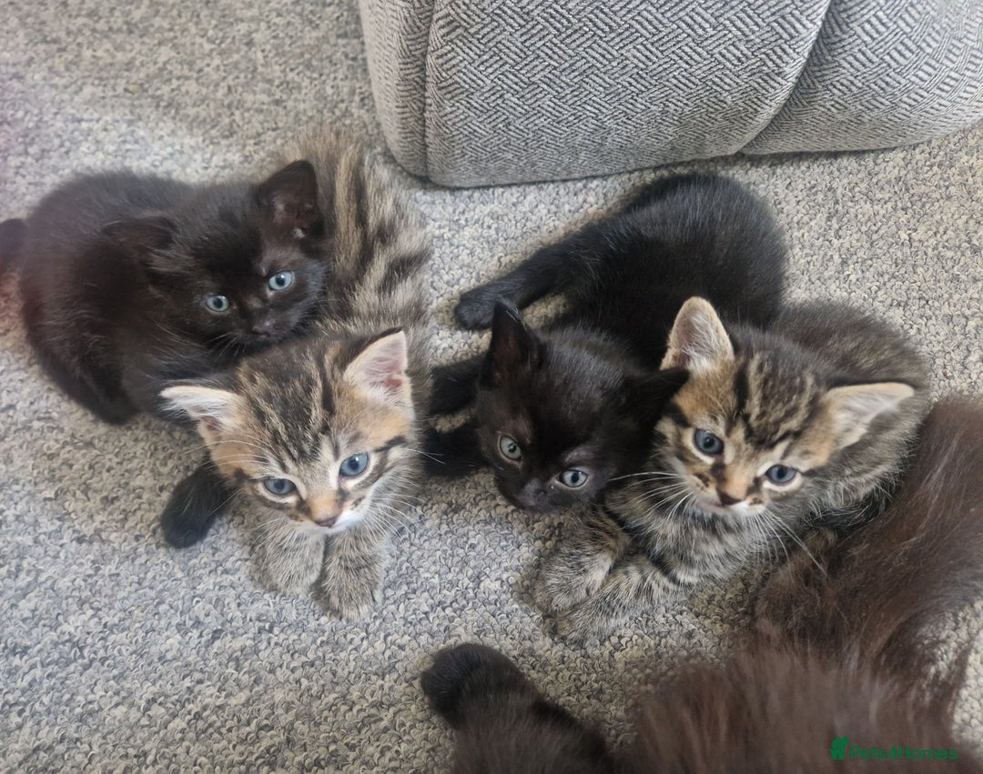 York Chocolate cats for sale: York chocolate x American shorthair - Image 1