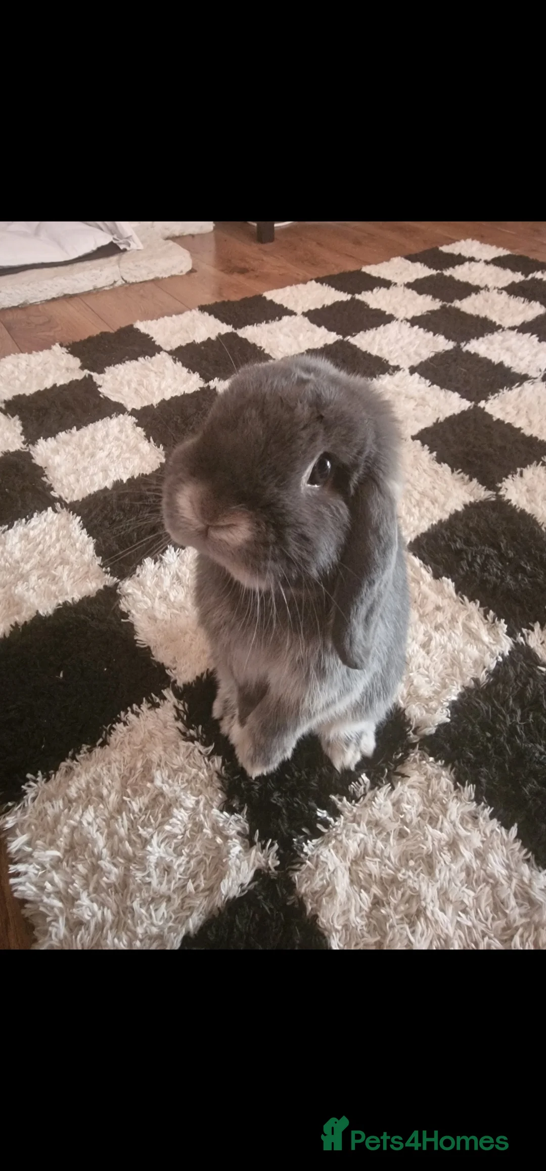 Mini Lop rabbits for sale: 1.5 year old otter male bunny  - Advert 3