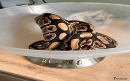 Python Snake reptiles for sale: Royal pythons looking for new home - Image 5