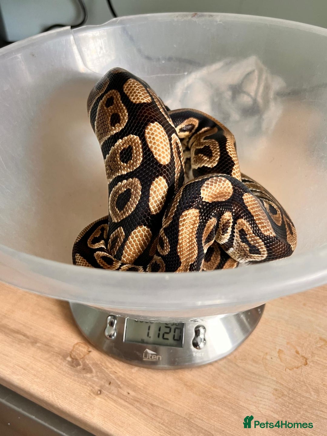 Python Snake reptiles for sale: Royal pythons looking for new home - Image 5