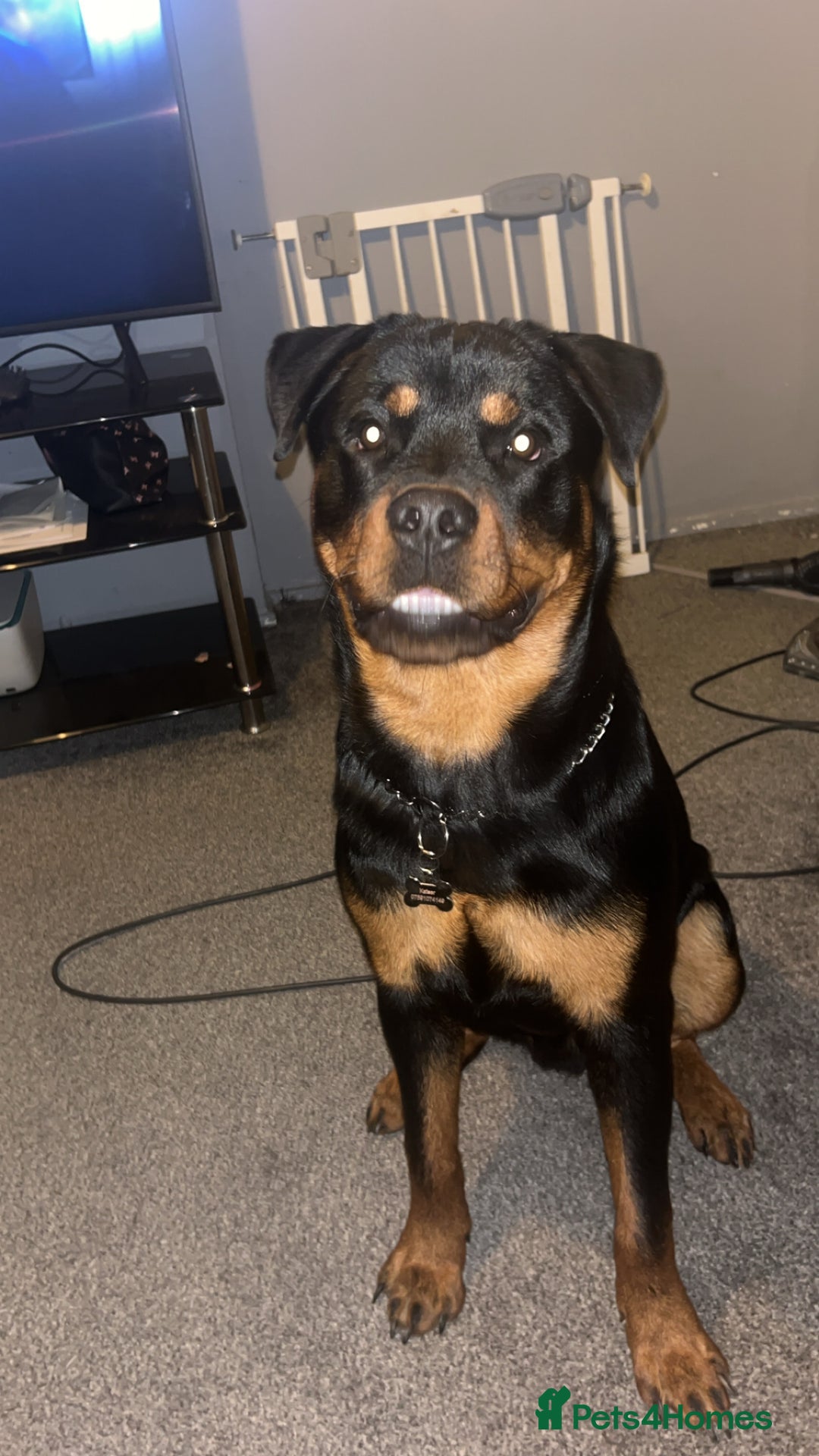 Rottweiler dogs for sale: Rottweiler - Advert 3