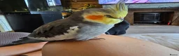 Cockatiels birds for sale: Pair of cockatiels - Advert 2