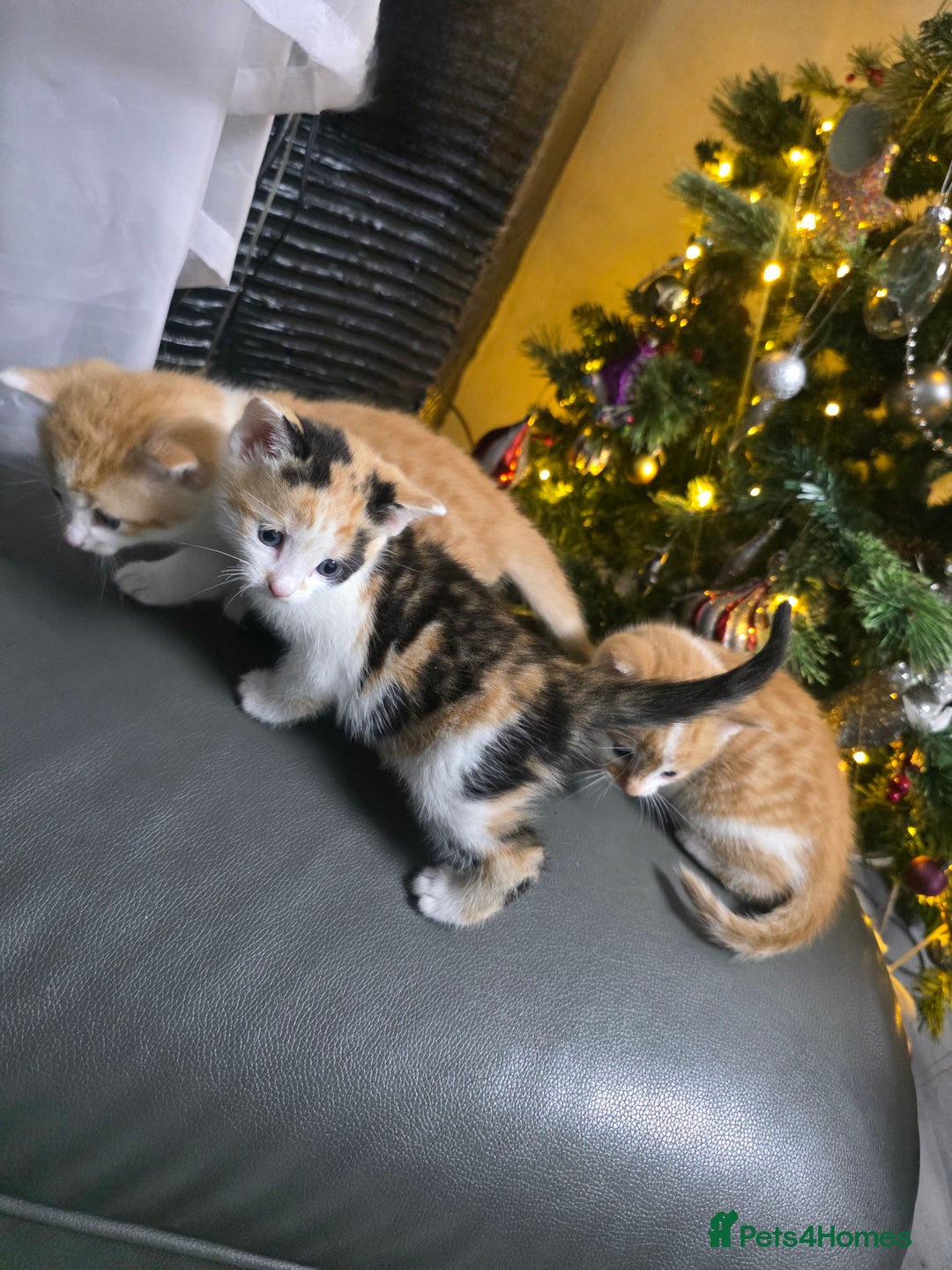 Mixed Breed cats for sale: Beautifull Kittens ready to go  - Advert 8