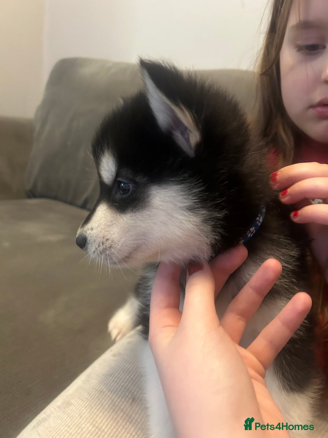 Alaskan Malamute dogs for sale: !ONLY 3 LEFT! - Advert 21