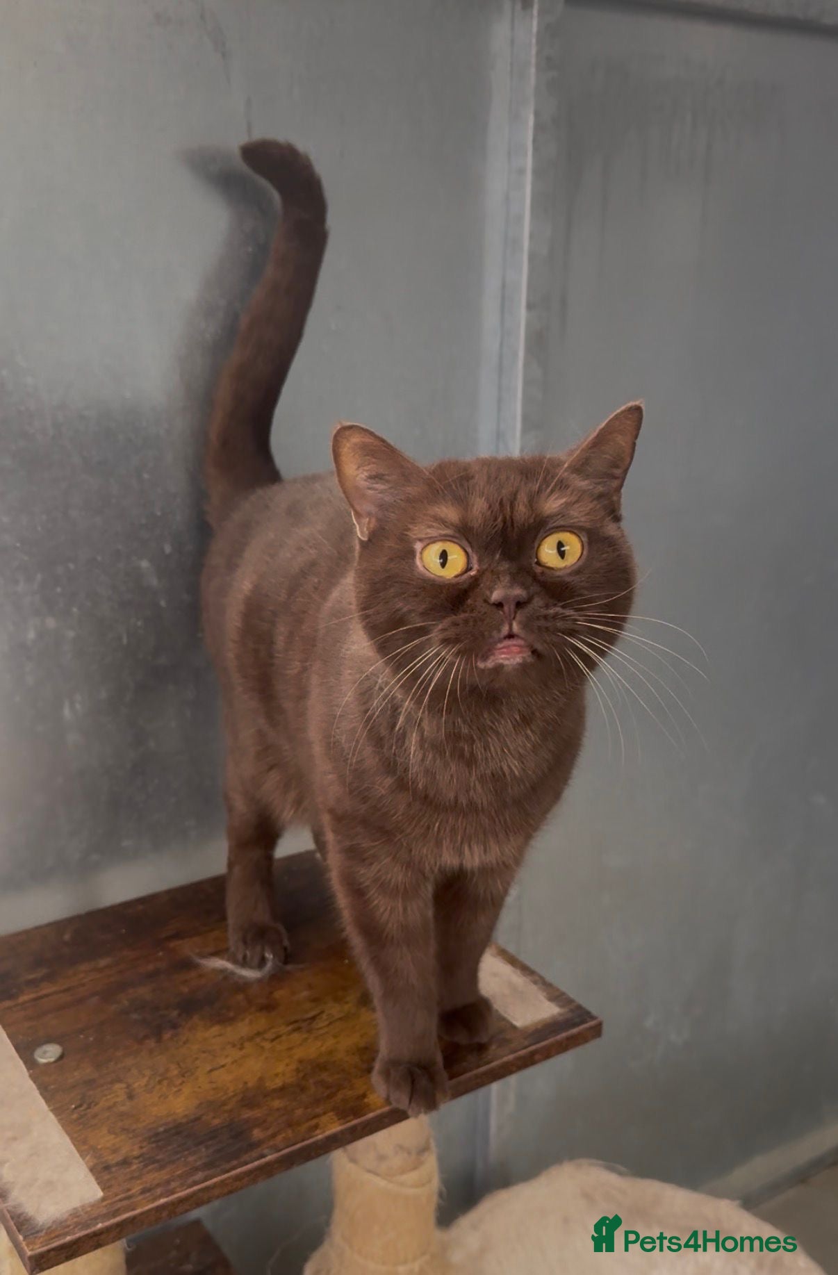 British Shorthair cats Chocolade british female looking New home - Advert 2