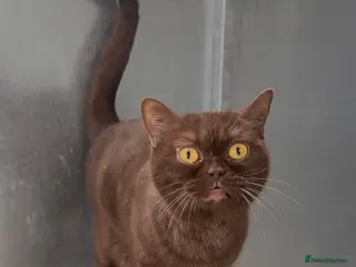 British Shorthair cats Chocolade british female looking New home - Advert 2