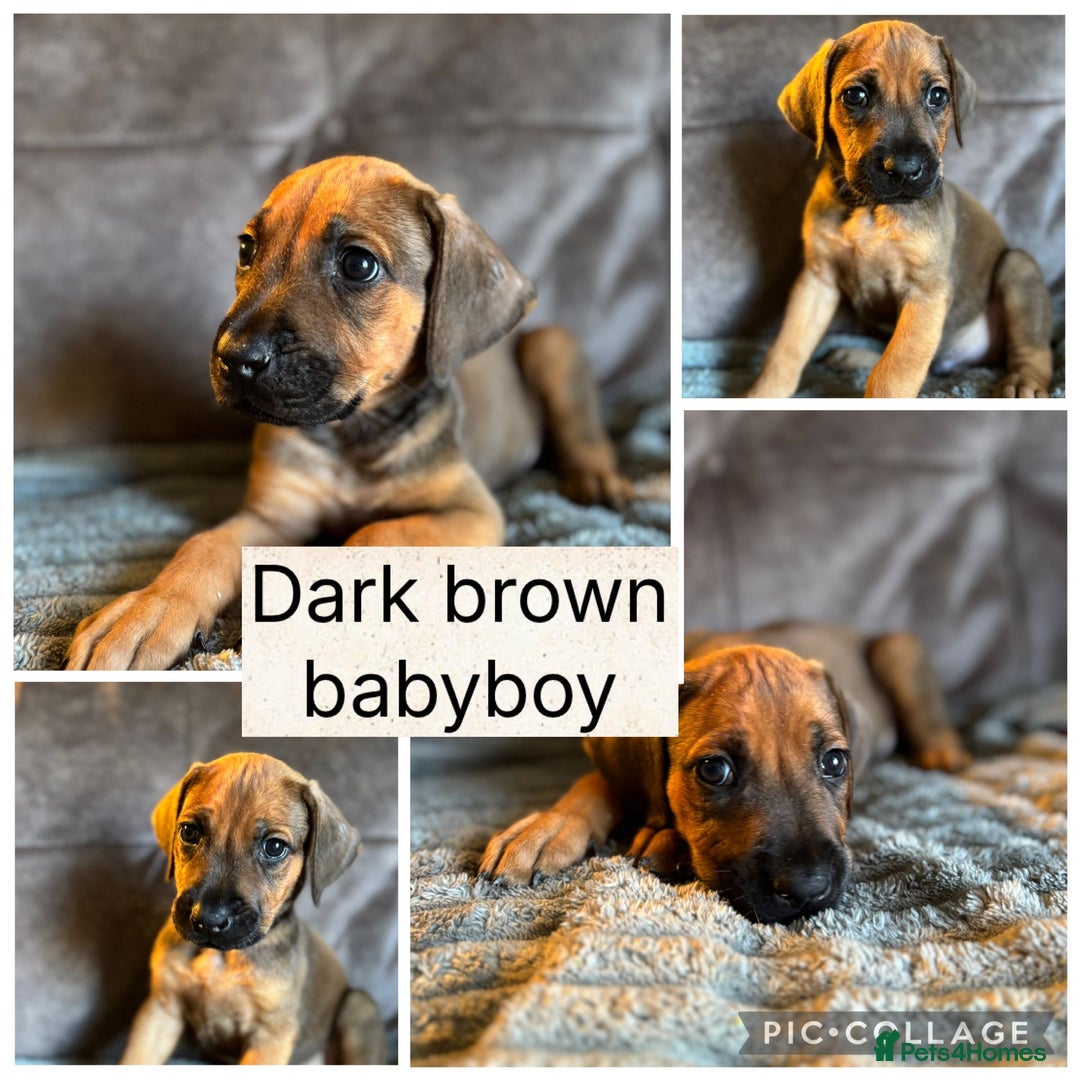 Mixed Breed dogs for sale: Rhodesian Ridgeback x Cane Corso puppies for sale - Image 8