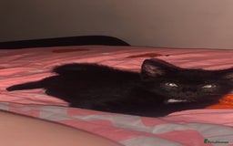 Domestic Shorthair cats for sale: kitten - Advert 4