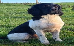 English Springer Spaniel dogs for sale: Springer spaniel puppies for sale  - Image 23