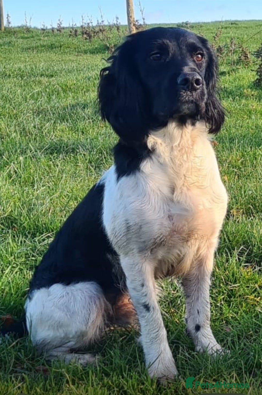 English Springer Spaniel dogs for sale: Springer spaniel puppies for sale  - Image 23