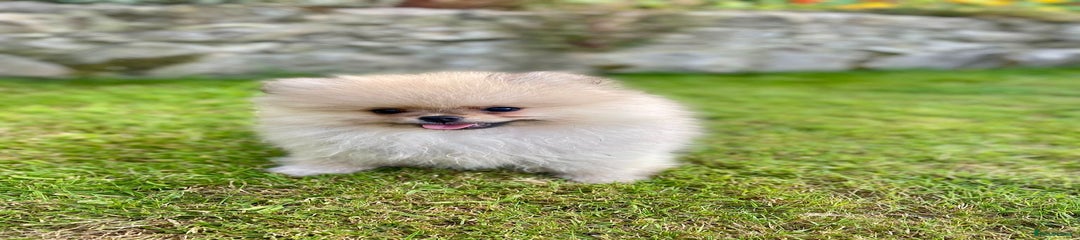 Pomeranian Puppy 2