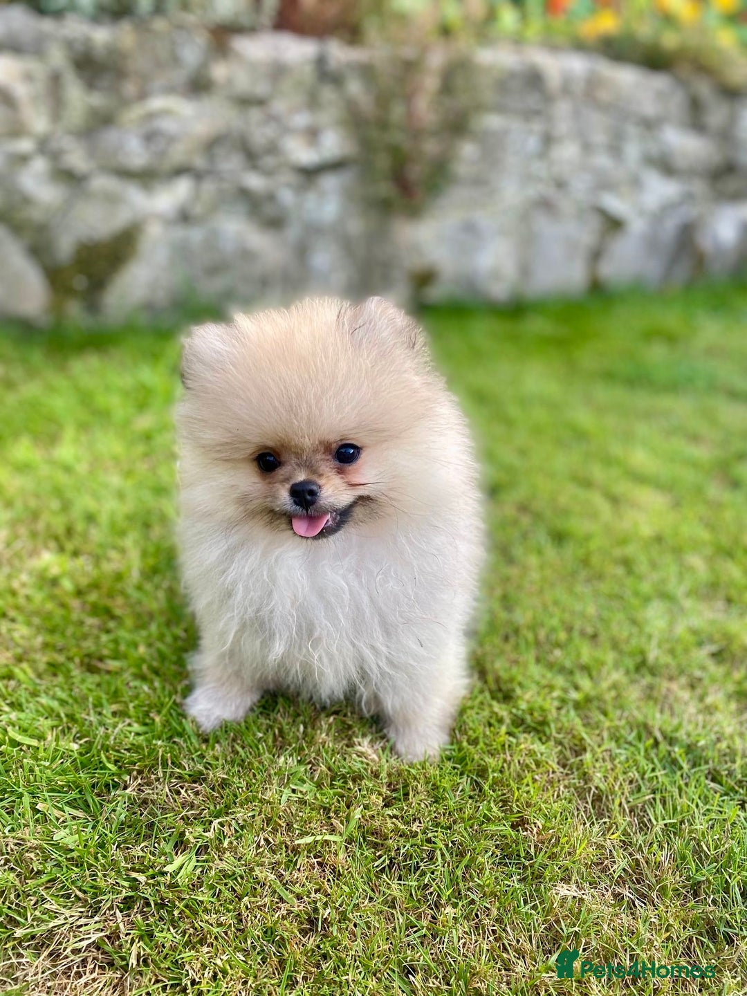 Pomeranian dogs for sale: *READY NOW!* 2 Beautiful Pomeranian Puppies - Image 2