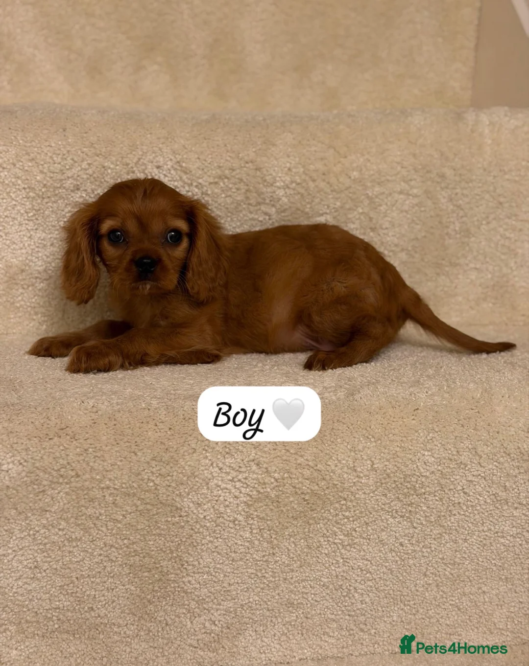 Cavalier King Charles Spaniel dogs for sale: Cavalier King Charles puppy 1 boy 2 girls left  - Advert 8