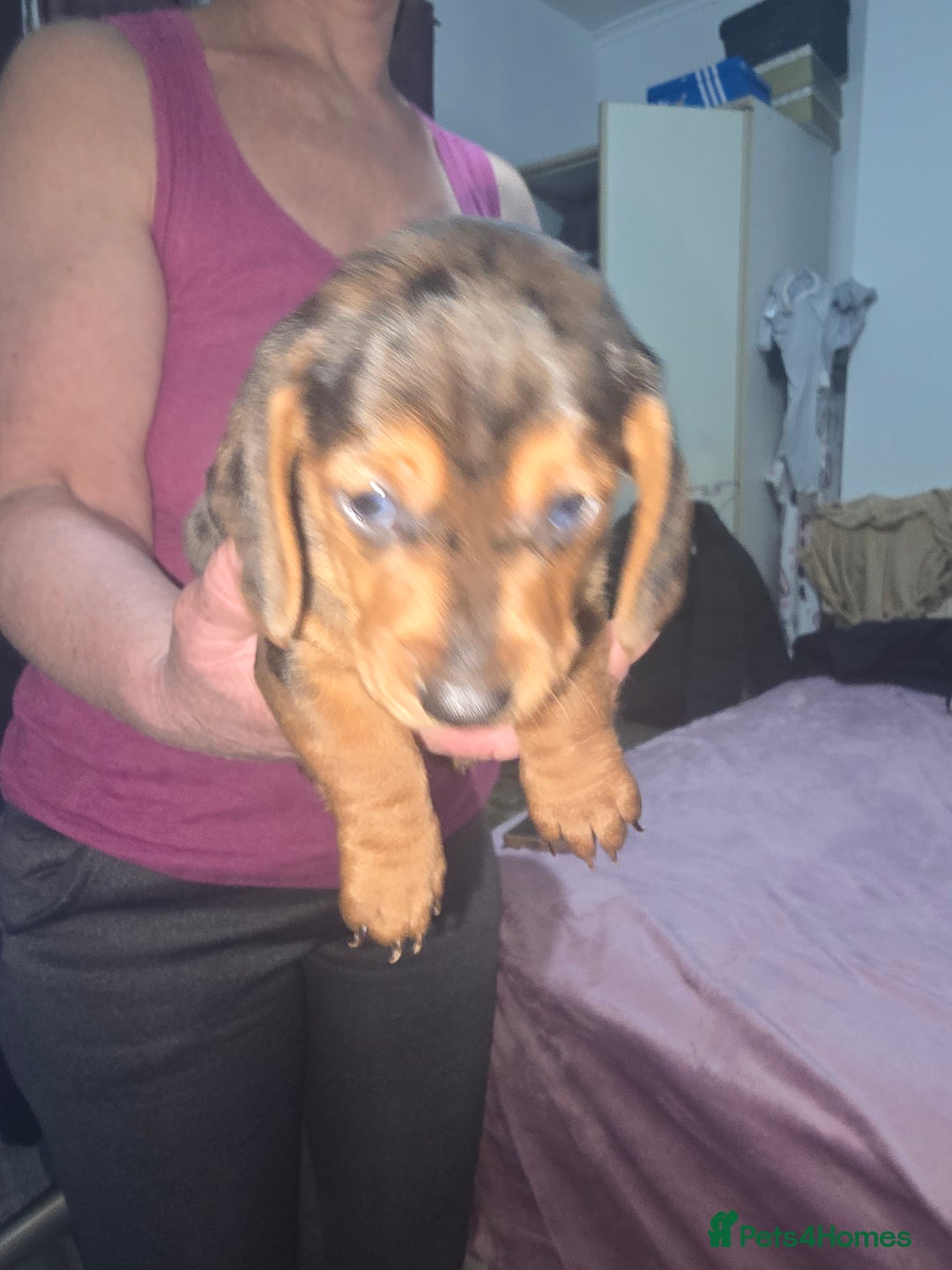 Miniature Dachshund dogs for sale: True to type kc dad home raised both parents here - Advert 14
