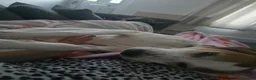 Mixed Breed dogs for sale: Foxhound wippet 2 years old female in Ramsgate - Advert 3