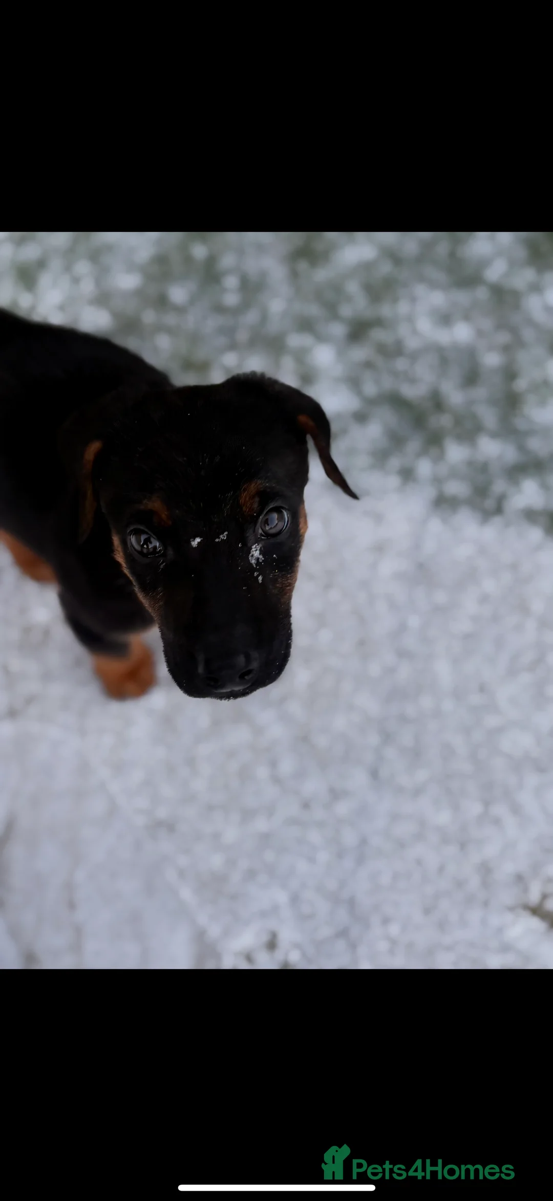 Dobermann dogs for sale: Beautiful Doberman Puppy  - Advert 3